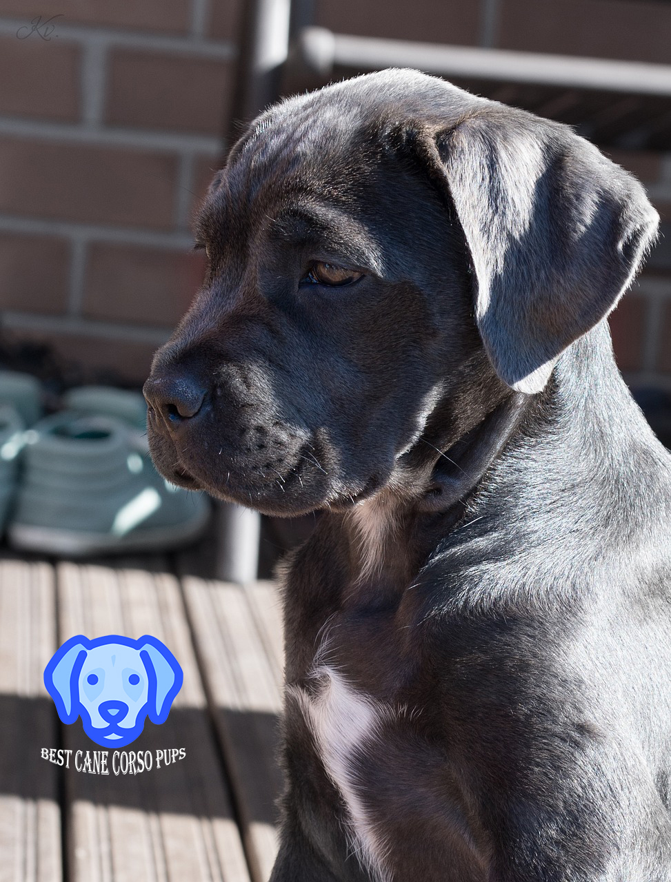 CANE CORSO PUPPY